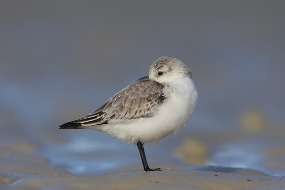 Sanderling