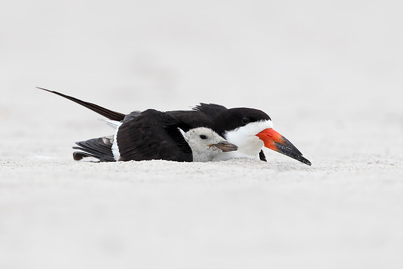 Black Skimmer