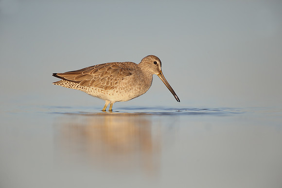 Short-billed Dowitcher