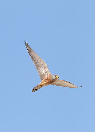 Lesser Kestrel