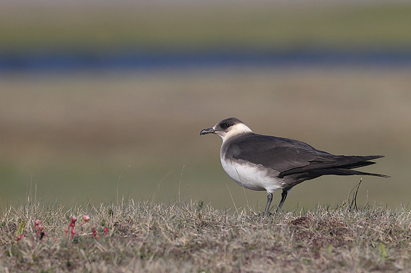 Arctic Skua
