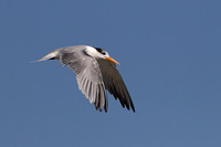 Lesser Crested Tern