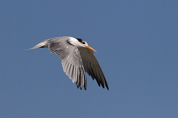 Lesser Crested Tern