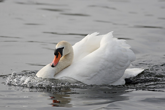 Mute Swan