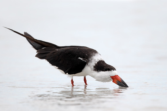 Black Skimmer