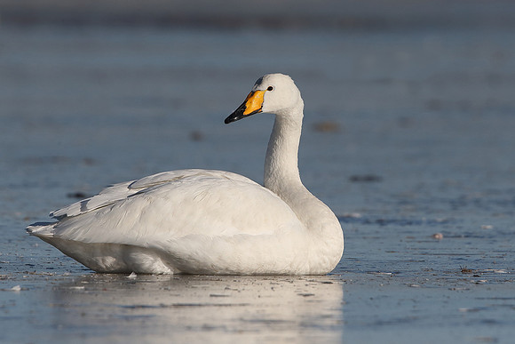 Whooper Swan