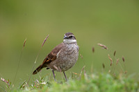Stout-billed Cinclodes