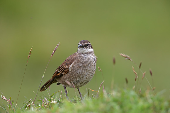 Stout-billed Cinclodes