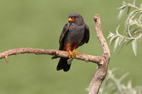 Red-footed Falcon