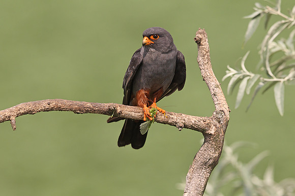 Red-footed Falcon