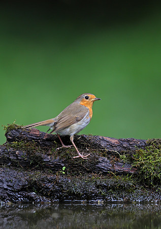 Robin