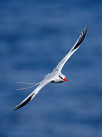 Red-billed Tropicbird