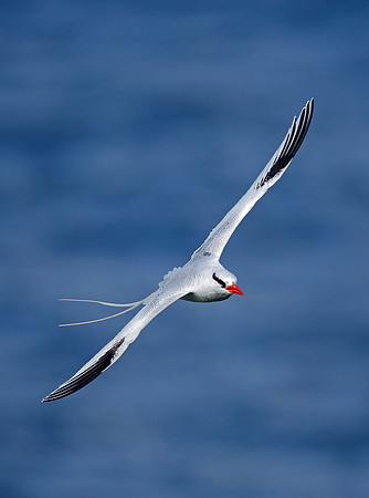 Red-billed Tropicbird