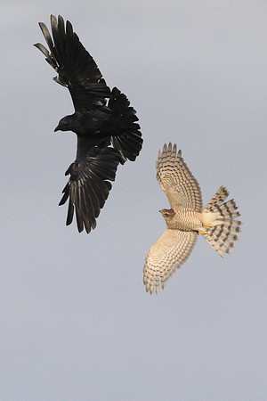 Sparrowhawk