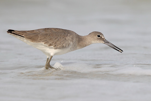 Willet