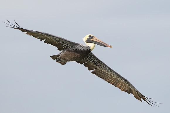 Brown Pelican