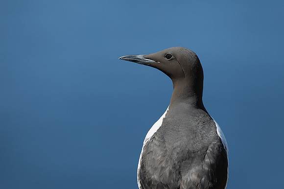 Common Guillemot