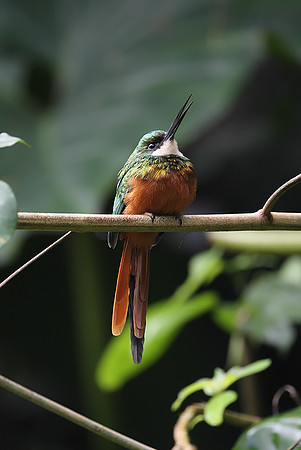 Rufous-tailed Jacamar