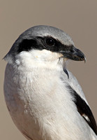Shrikes and Tchagras