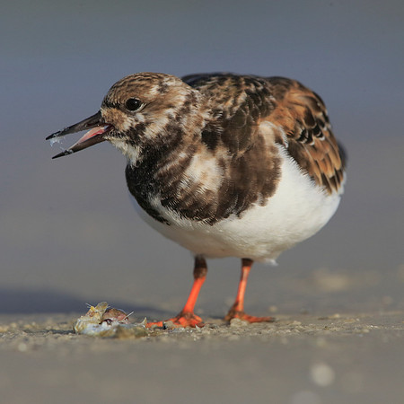 Turnstone