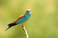 Roller