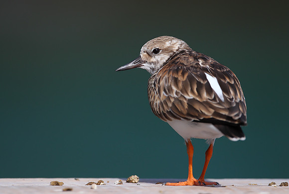 Turnstone