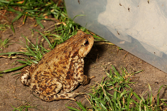 Common Toad