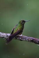 Buff-tailed Coronet