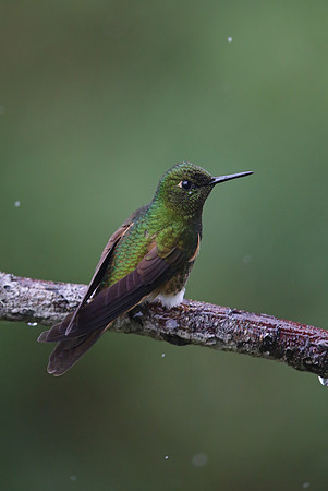 Buff-tailed Coronet