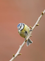 Blue Tit