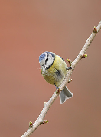 Blue Tit