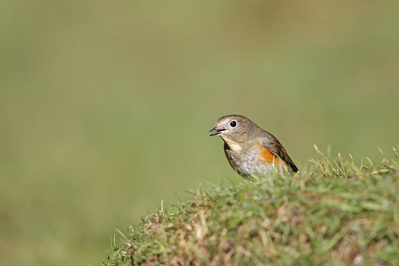 Red-flanked Bluetail