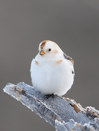 Snow Bunting