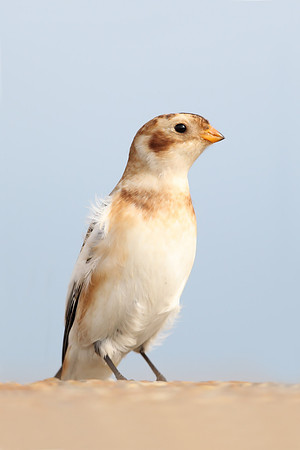 Snow Bunting