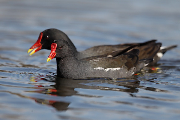 Moorhen