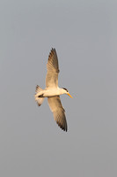 Greater Crested Tern