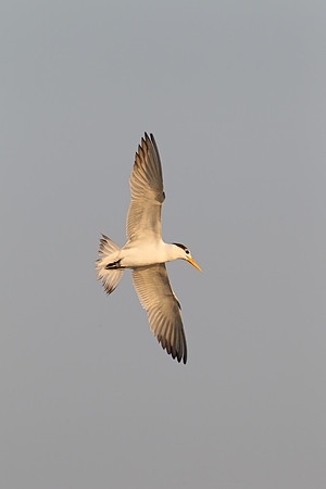 Greater Crested Tern