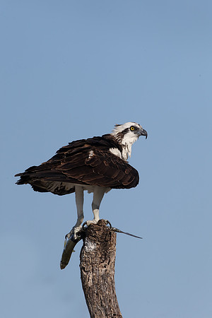 Osprey