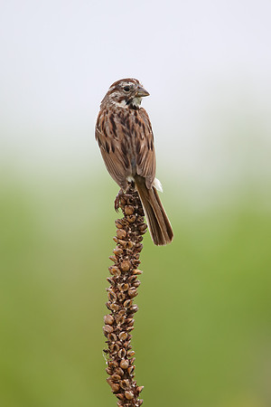 Song Sparrow