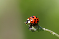 Ladybird