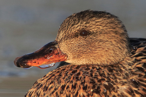 Gadwall