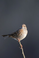 Dunnock
