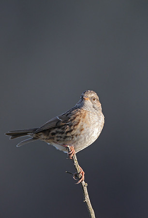 Dunnock