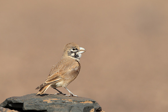 Thick-billed Lark
