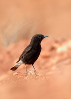 Black Wheatear