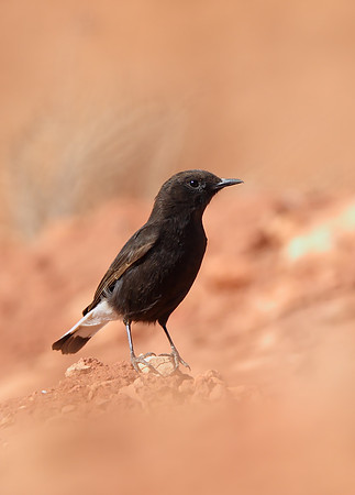 Black Wheatear