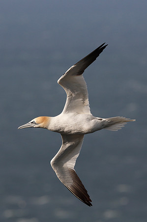 Gannet