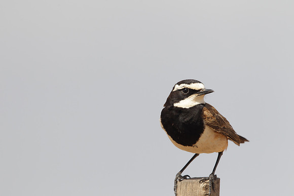 Capped Wheatear
