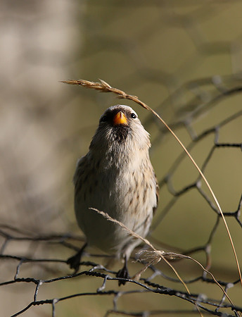 Arctic-type Redpoll