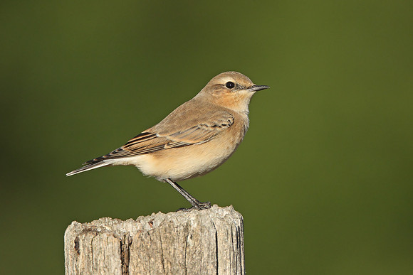Northern Wheatear